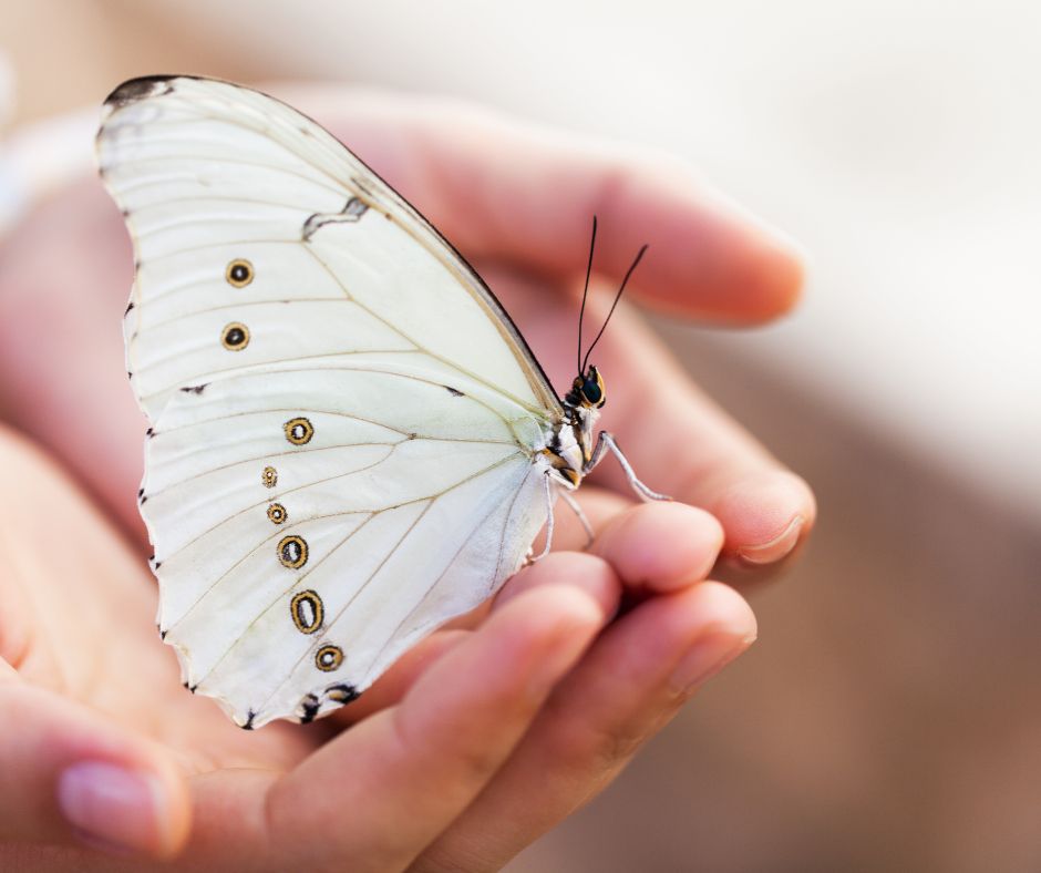 La Tecnica Metamorfica – Il Tocco d’Amore come accompagnamento alla Vita